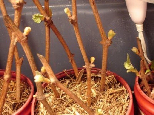CONCORD GRAPE VINE CUTTINGS- QTY 15 ORGANIC ALL PURPOSE FOR TABLE, JUICE & JELLY