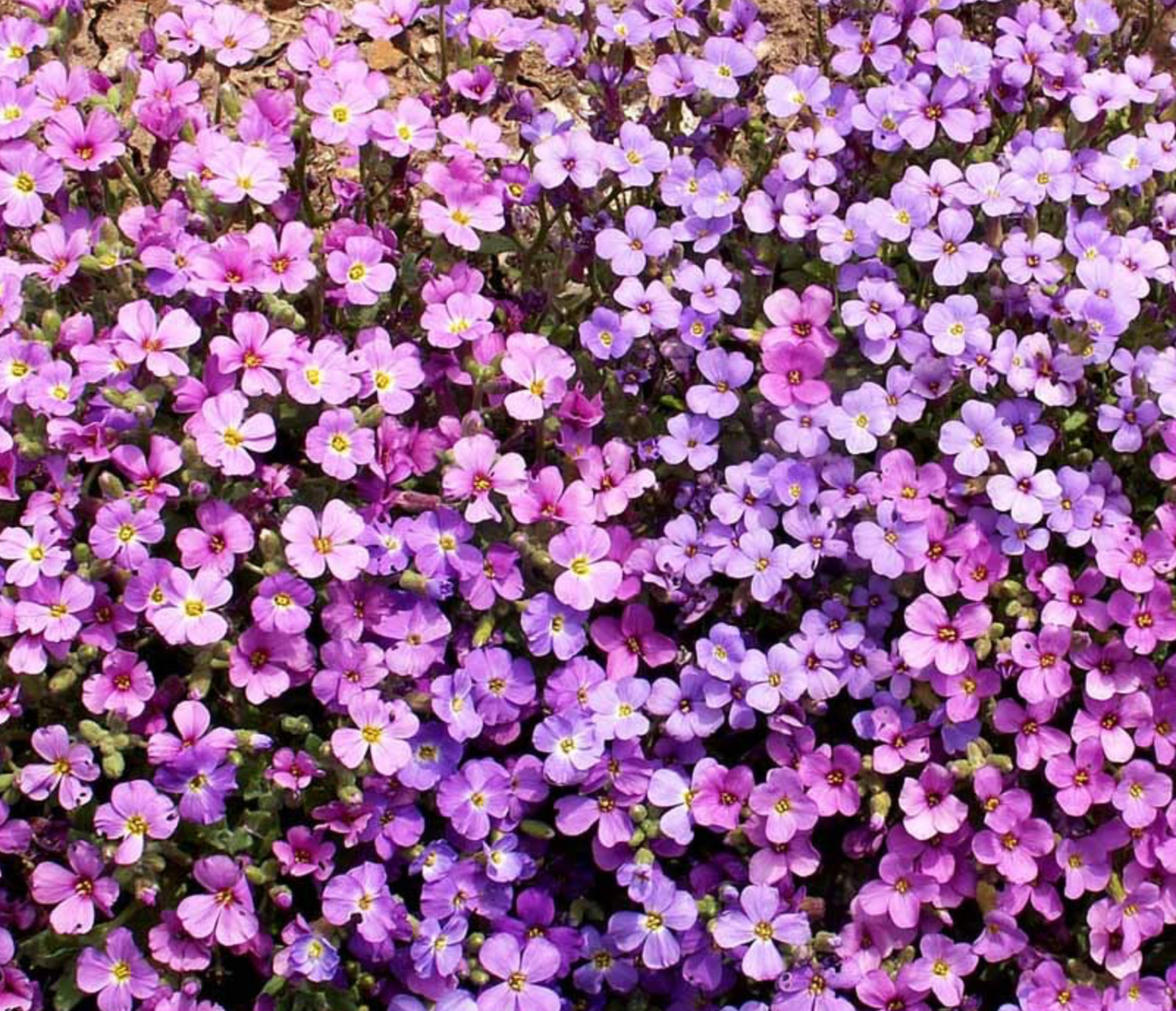 Purple Rockcress Seeds