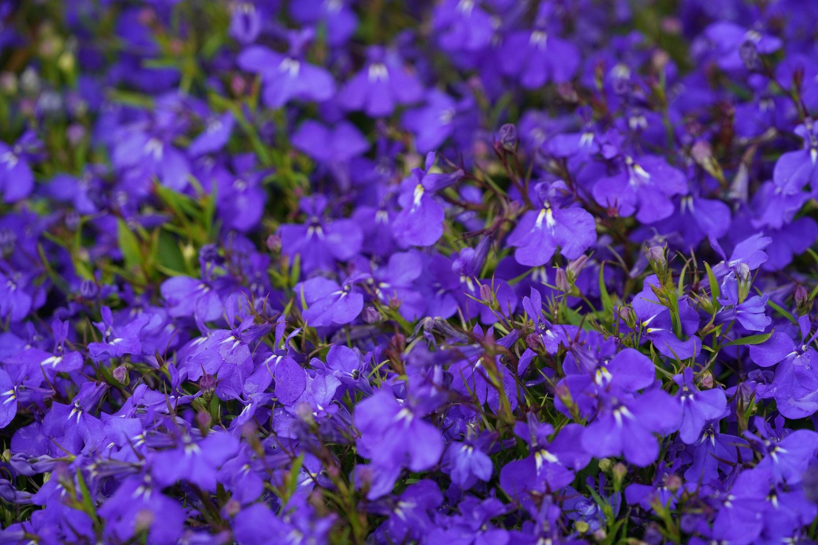 200 CRYSTAL PALACE Purple BLUE LOBELIA REGATTA Erinus Flower Seeds *Comb S/H