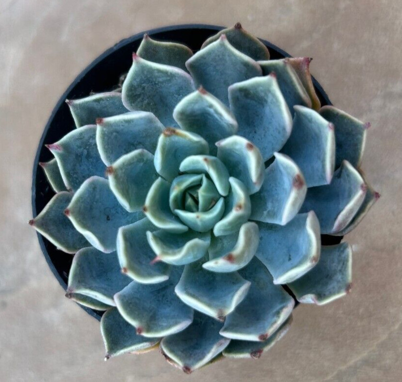Echeveria ‘Allegra’ Comes in a 2.5″ Pot