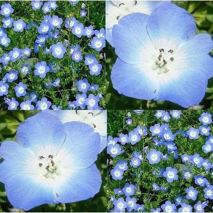 500+ BABY BLUE EYES SEEDS —- GROUNDCOVER — WILDFLOWER — DROUGHT TOLERANT