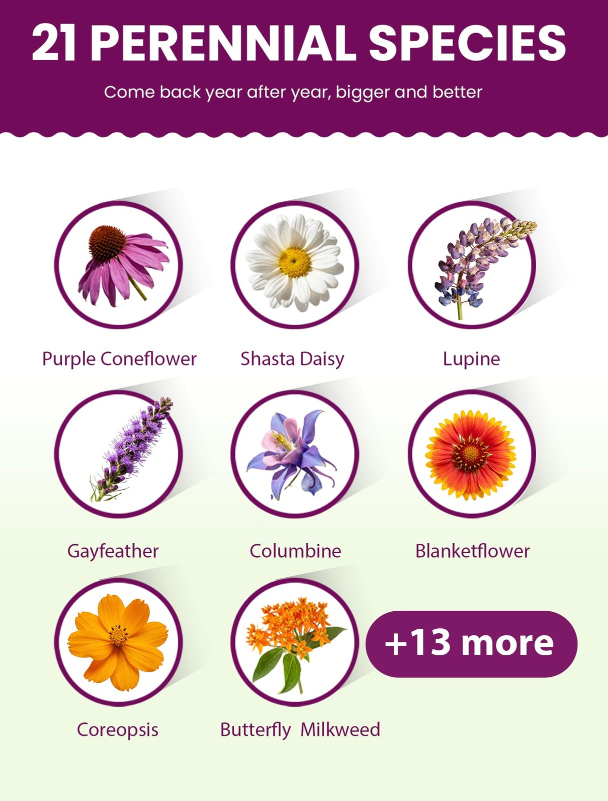 Wildflower Seeds – Perennial Paradise Mix, 21 Heirloom Species, 90,000+ Seeds…