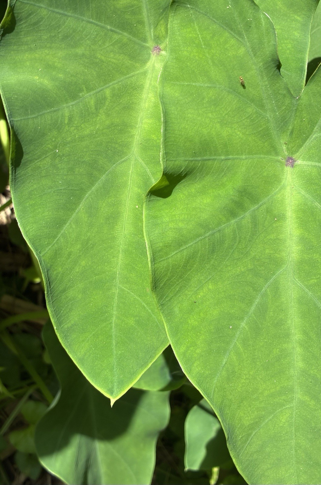 Running Elephant Ear Perennial Live Plant Bare Root “4” Plants