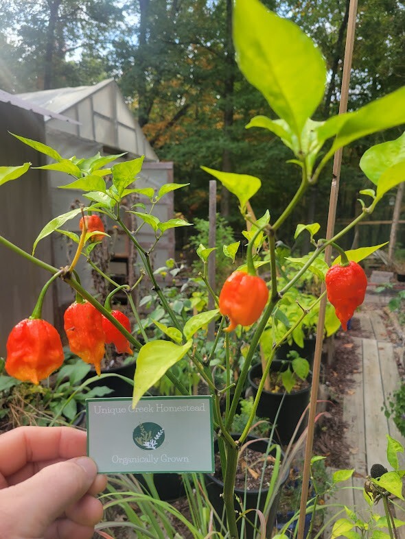 Carolina REAPER Super HOT Pepper Seeds Unique Creek Homestead Certified