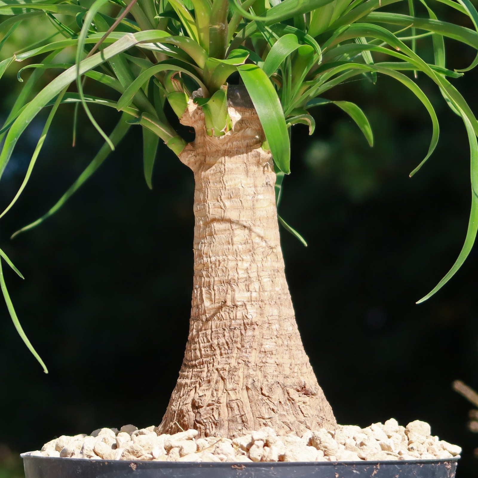 Ponytail palm ‘Beaucarnea recurvata’ cactus Cacti Succulent real live plant