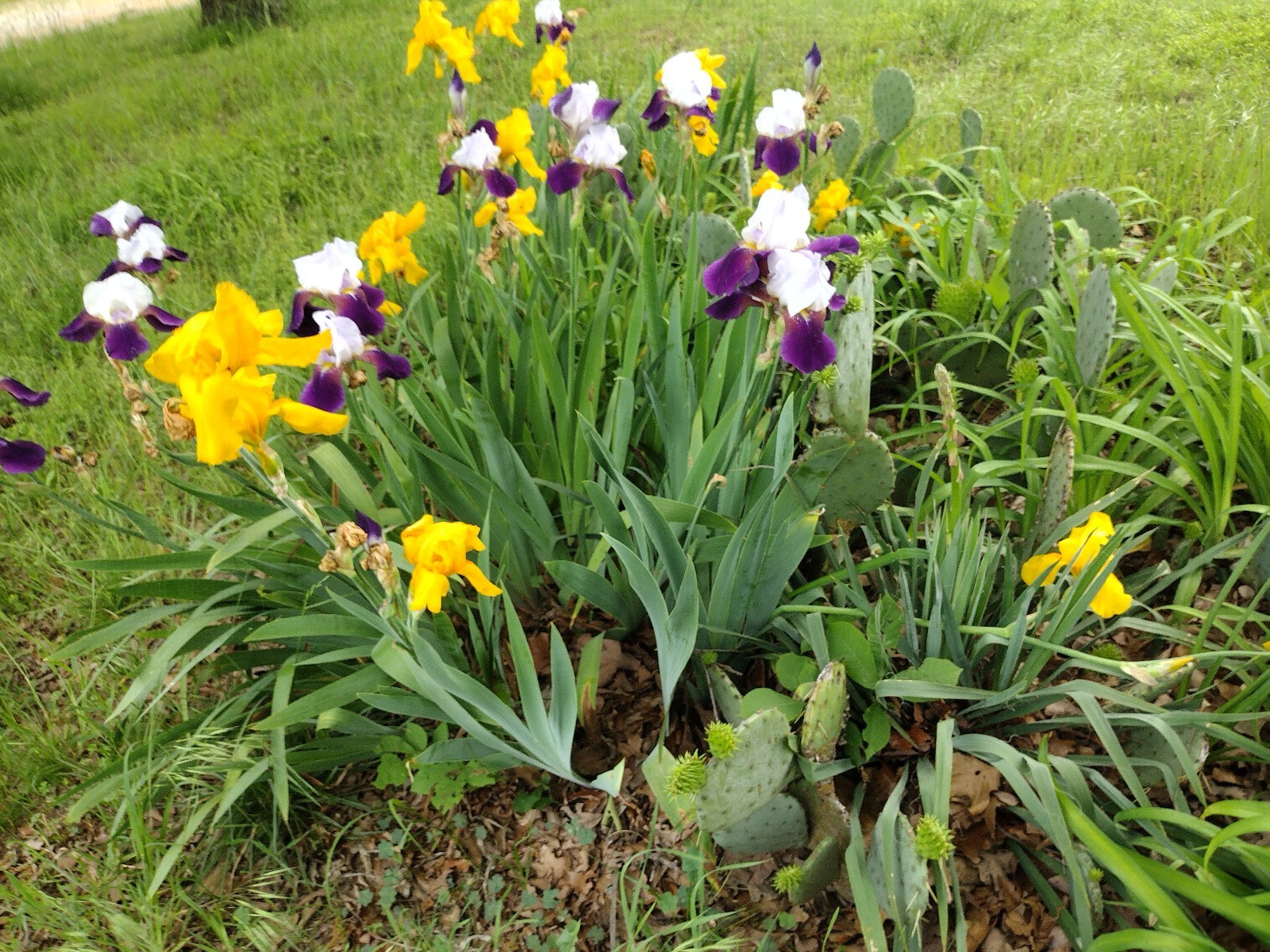 Hardy Iris Rhizomes – 5 Pack – Mixed Colors – Easy to Grow