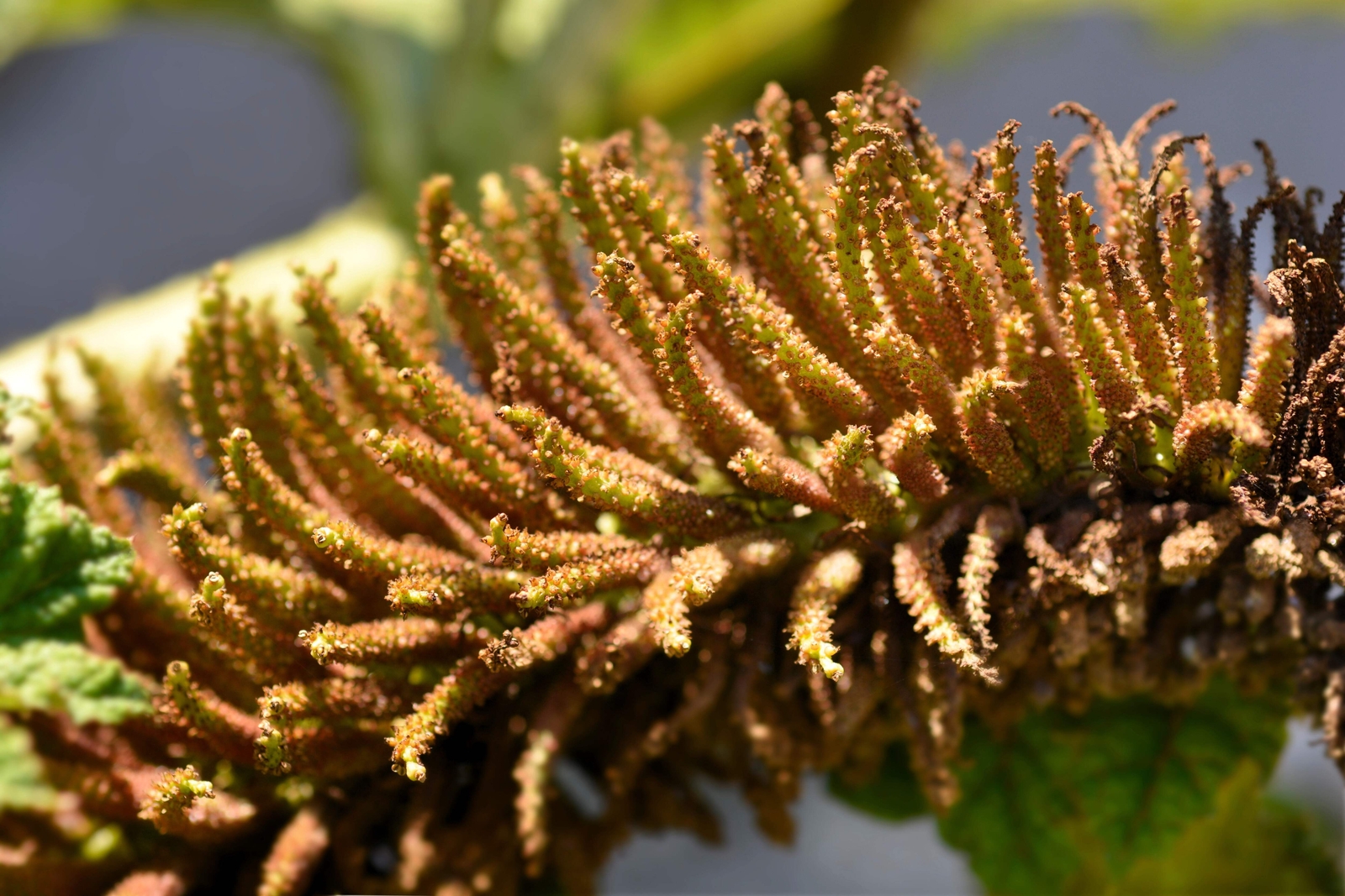 10 GUNNERA MANICATA 6′ Leaves! Giant Rhubarb Dinosaur Plant Moist Shade Red Flow