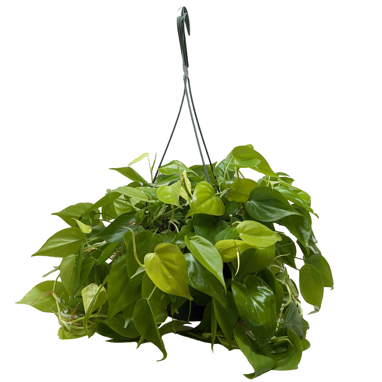 Philodendron ‘Neon’