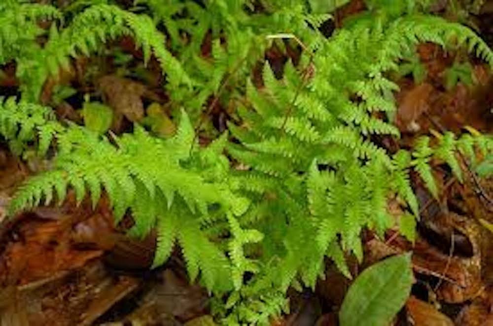 3 New York Fern Roots Thelypteris noveboracensis Bare Roots