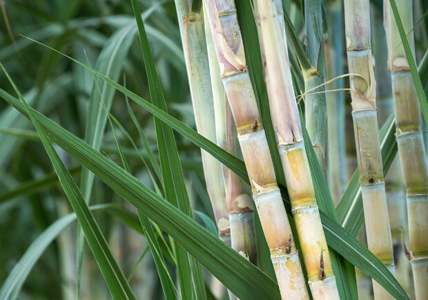 5pcs Sugarcane Cutting Sweet Juicy Tropical Plant Ready To Plant