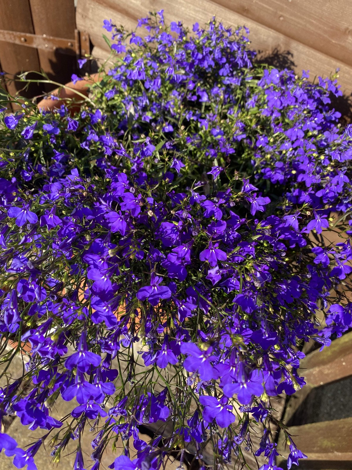 200 CRYSTAL PALACE Purple BLUE LOBELIA REGATTA Erinus Flower Seeds *Comb S/H