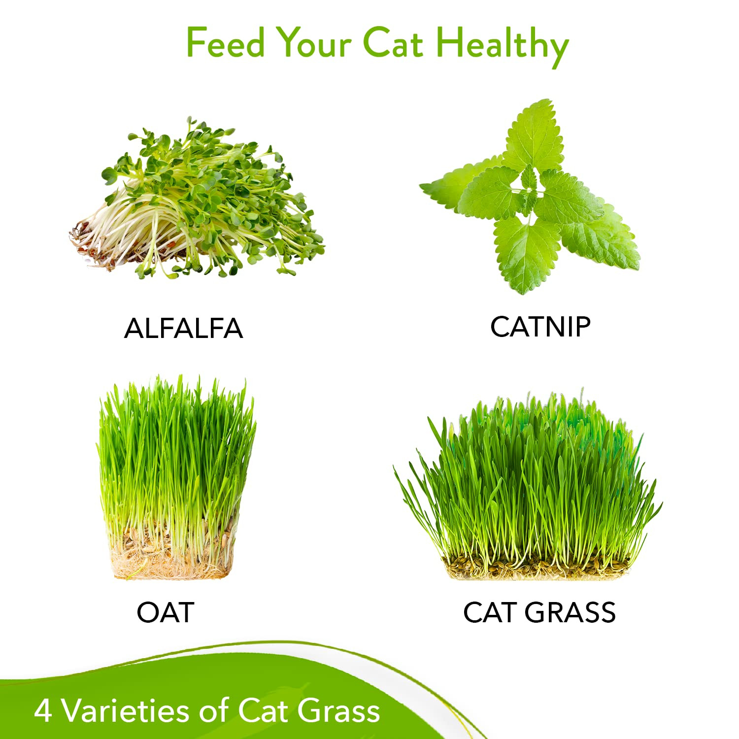 3200+ Cat Grass Seeds – Catnip Seeds, Alfalfa Seeds, Oat Seeds, and Oat & Bar…