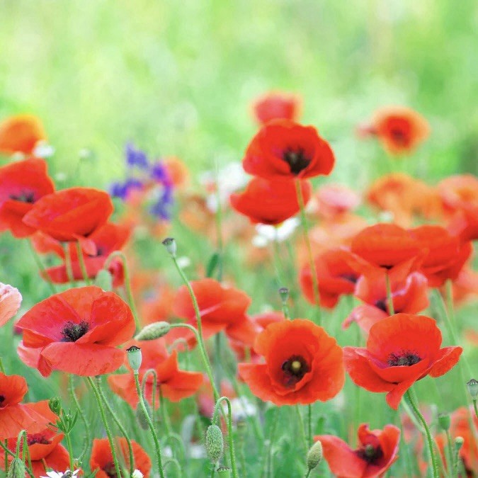 3000 Red Poppy / Red Corn Poppy Seeds (Papaver rhoeas) – Garden Flowers Seeds
