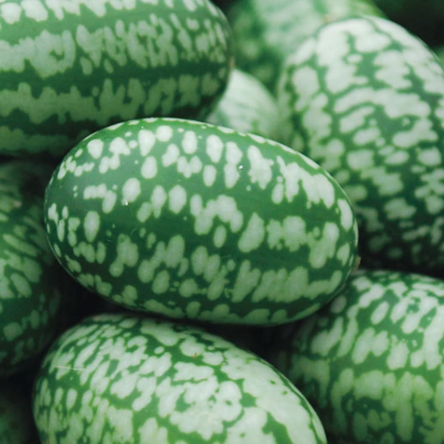 35 CT Mini Thumb Watermelon Fruit Vegetable Seeds Cucamelon Mexican Sour Gherkin