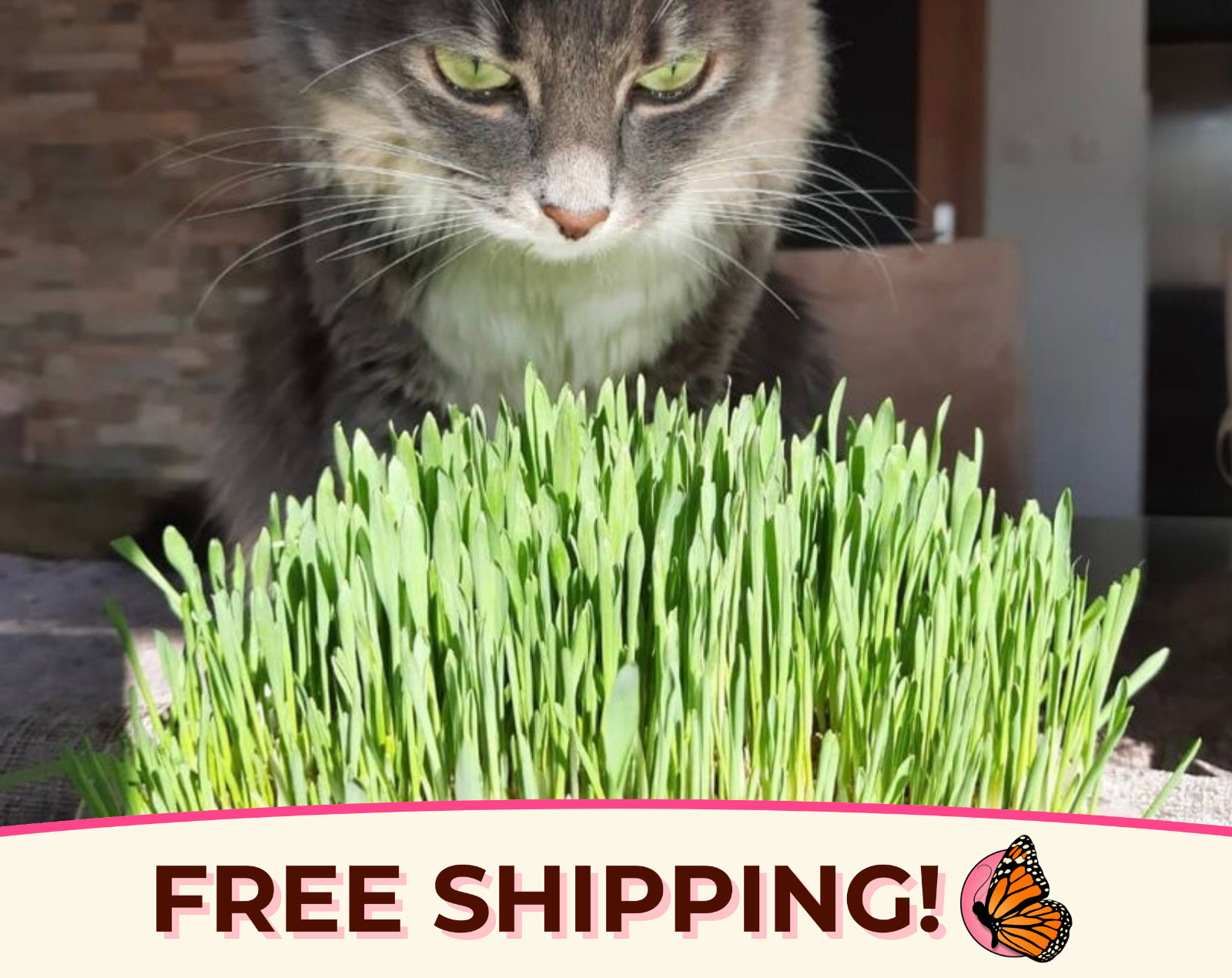 625+ Wheatgrass Seeds for Growing Catgrass or Wheatgrass Juicing, Superfood