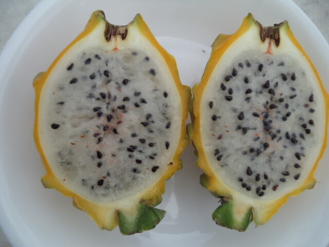 Yellow Dragon Fruit Palora Variety Matured Fresh Cutting For One Pc In 10″-12″ H