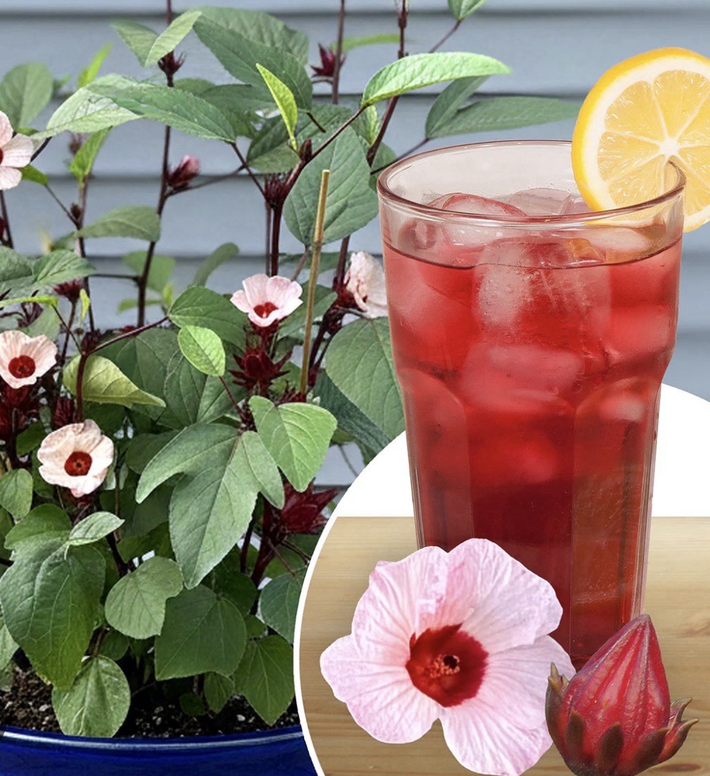 Roselle Hibiscus Plant Seedling – Live Plant- Great for Tea- Shipped In Pot/Soil