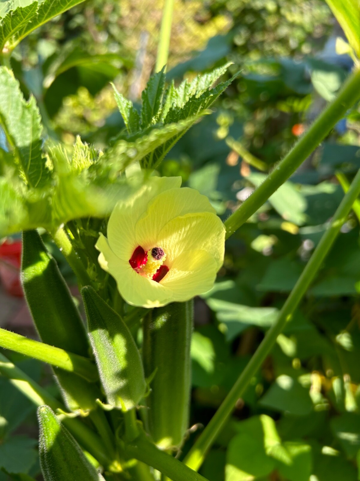 20+ Cajun Dream Okra Seeds Prolific Non-GMO