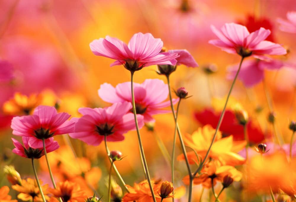 Bulk Seeds, Crazy Mix Cosmos (Cosmos bipinnatus) Non-GMO Seeds – Ships from Iowa