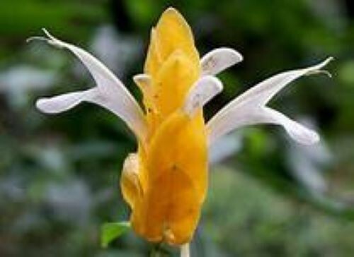 GOLDEN SHRIMP PLANT~~ Justicia brandegeana, Pachystachys Lutea,~~STARTER PLANT!!