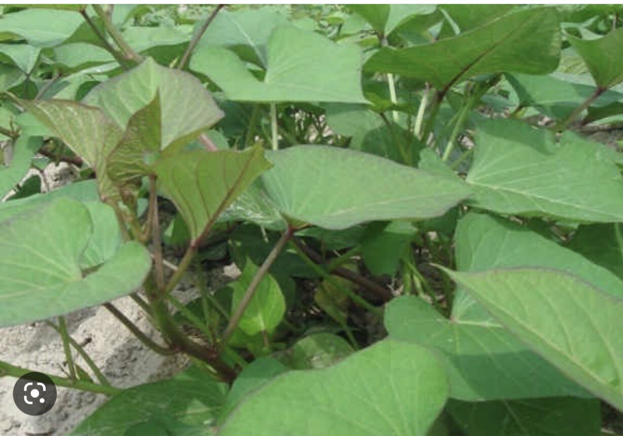 20 Sweet Potato Slips / Cuttings Of Purple +Japanese Red+ Beauregard +white