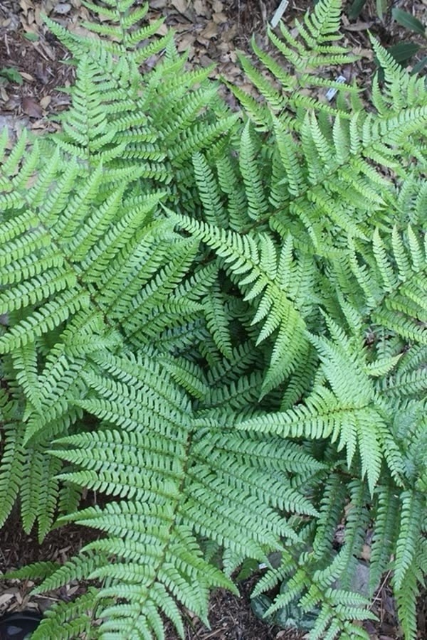 3 Ostrich Fern Root Fiddlehead Matteuccia Struthiopteris Bare Root