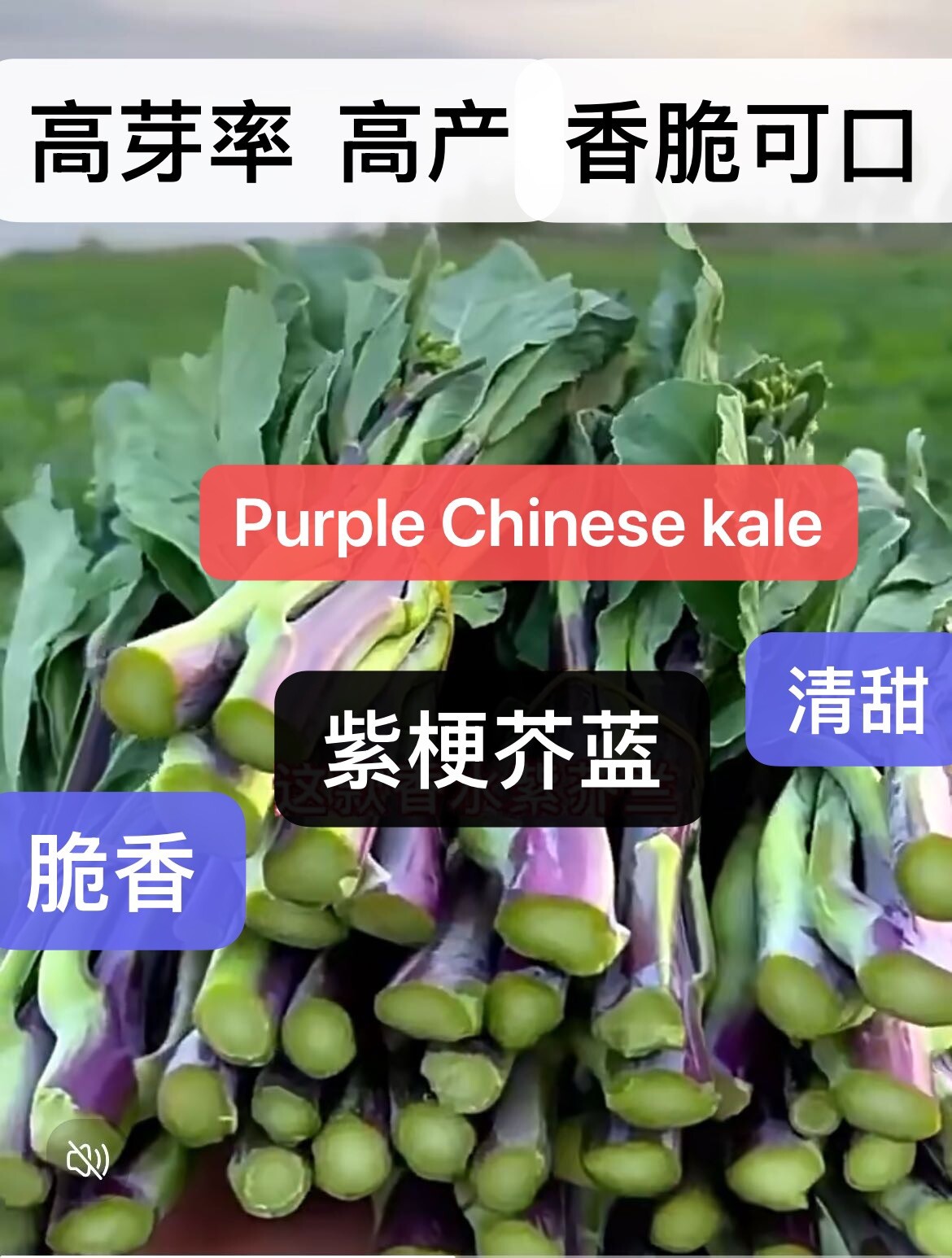 300+Purple Chinese Kale Kailaan Chinese Broccoli GaiLan Seeds300多粒紫梗芥蓝芥兰种子2024新种