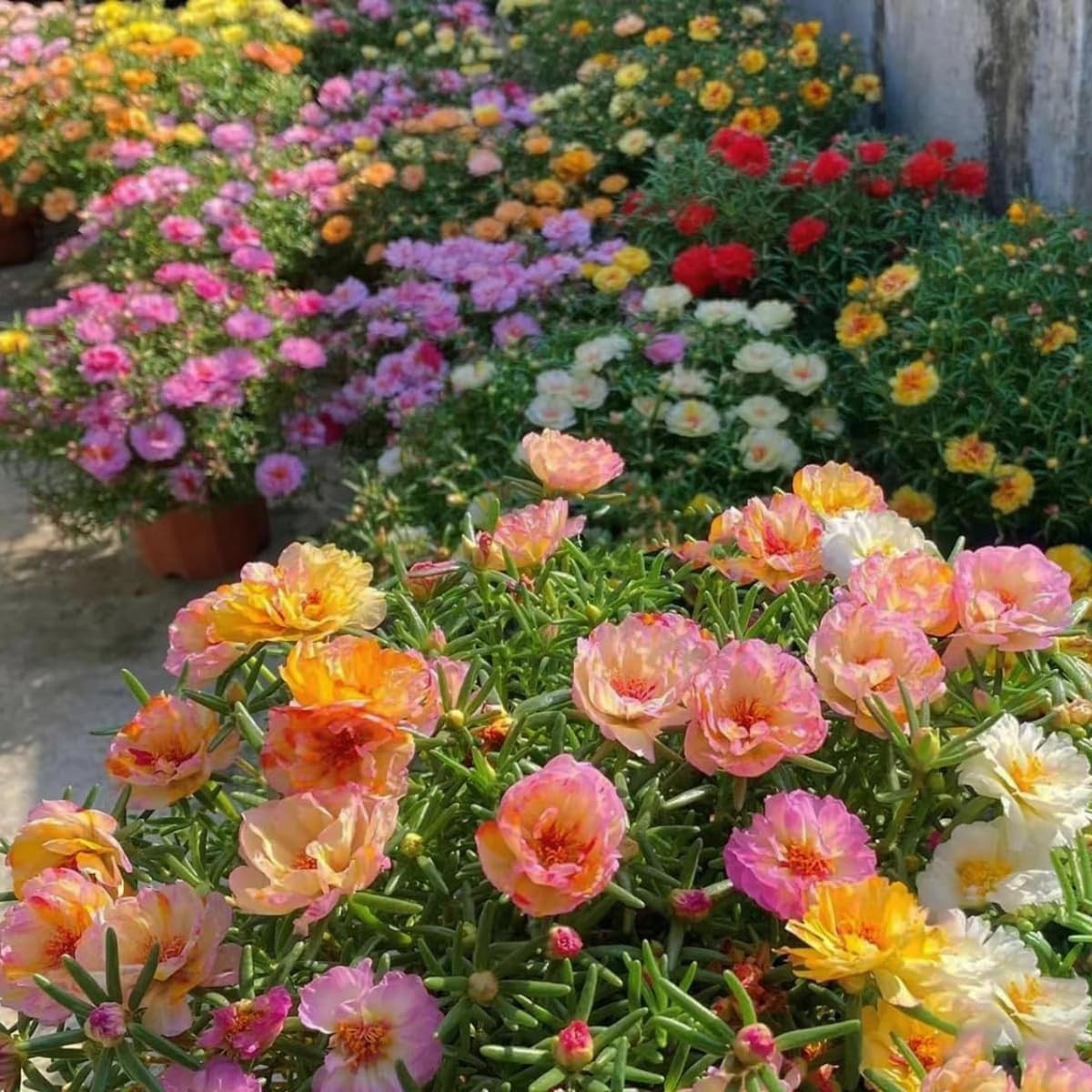 11000+ Portulaca Grandiflora Moss Rose Seeds Mixed Color Normal, Brown
