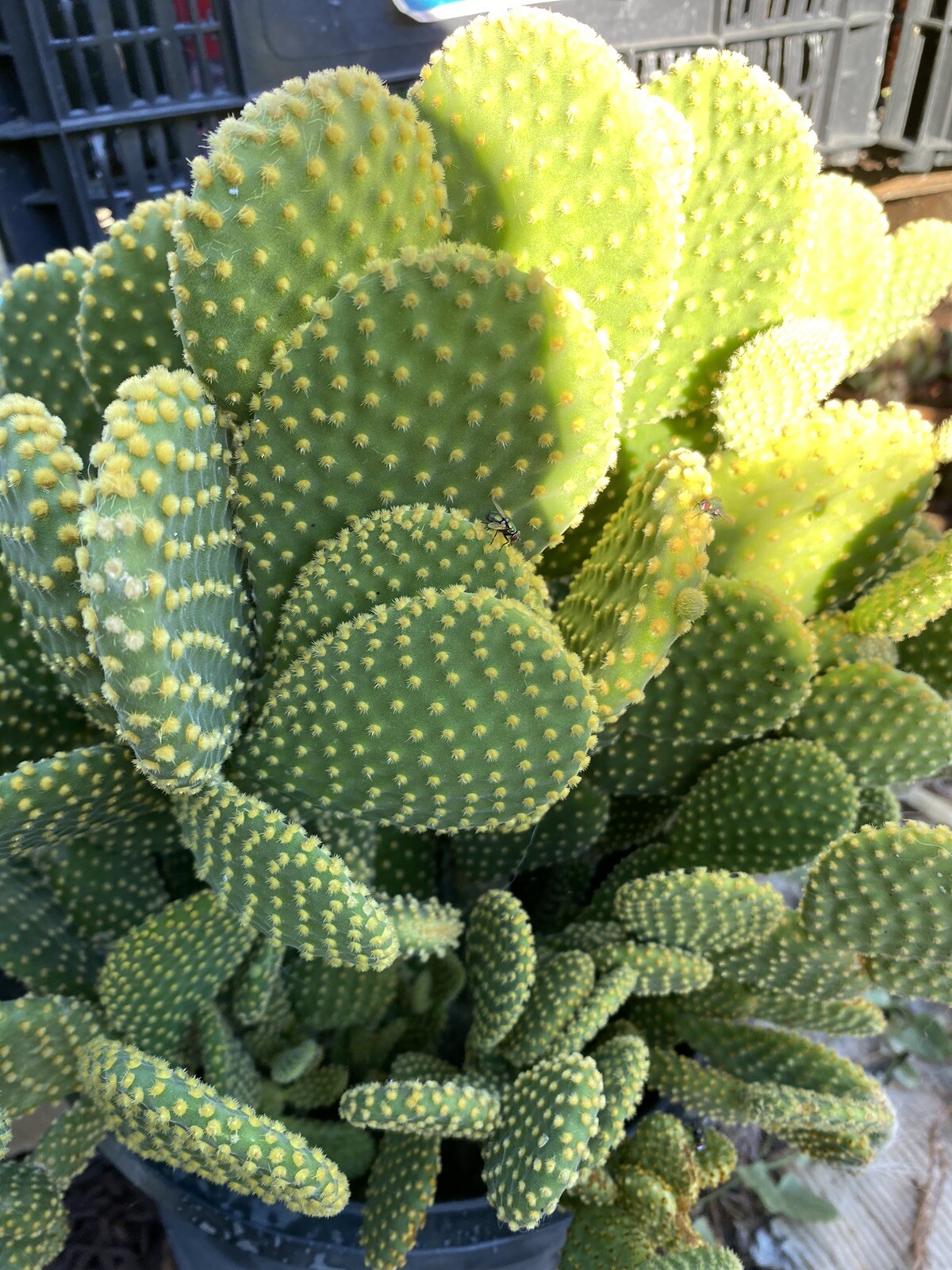 3 Hardy Opuntia Microdasys Cactus Succulent Bunny Ears Cutting No Roots Or Soil