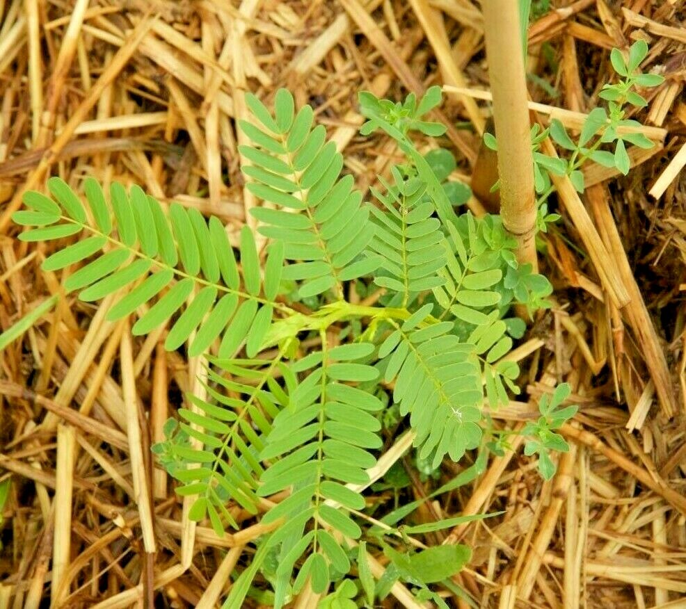 201+ PARTRIDGE PEA Seeds Native Wildflower Fall Food Source Turkey Deer Birds
