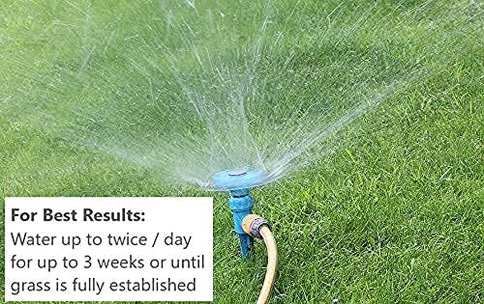 Jacklin Seed by Barenbrug – Heisman Mix | 85% Kentucky Bluegrass, 15% Perenni…