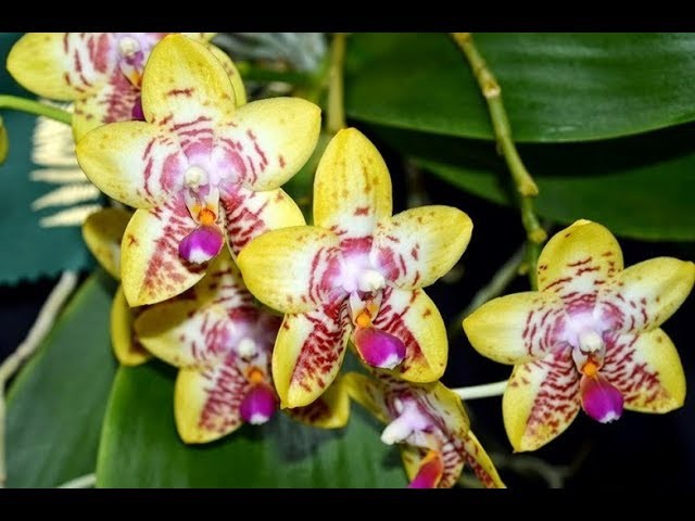 Phalaenopsis Phal. Orchid World ‘Bonnie Vasquez’ AM/AOS GM/12WOC In 3″ Pot