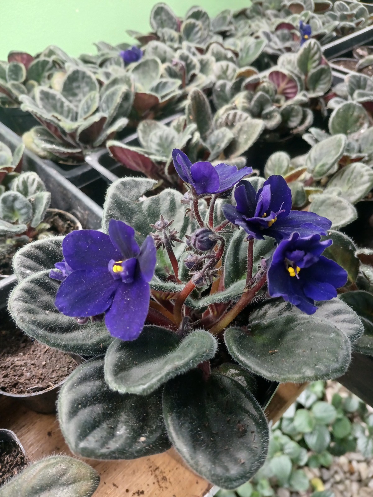 Cobalt Blue / PURPLE African Violet 1 Live Plant – 4″ pot GREAT GIFT SIZE 🎁