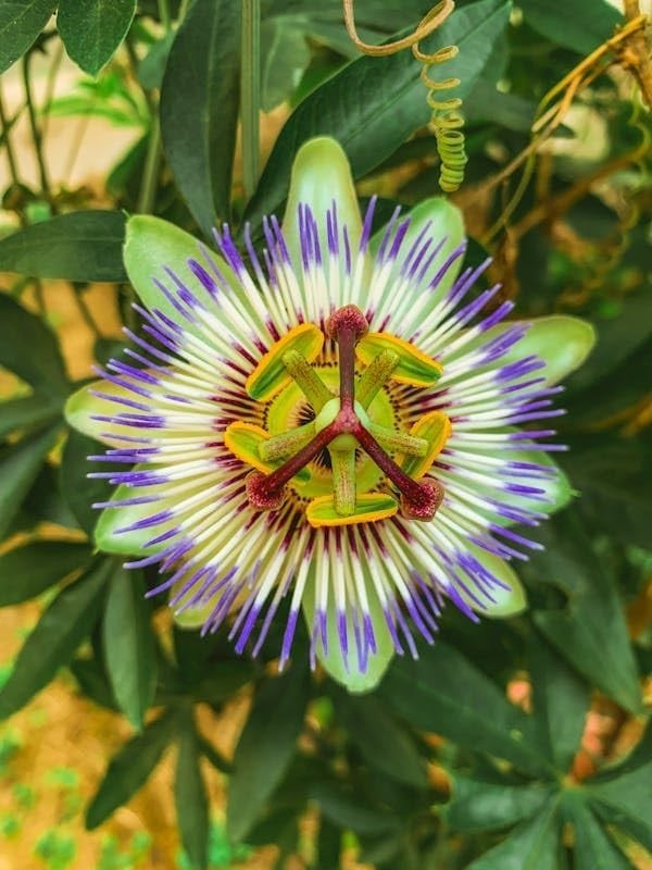 Mixed Passion Flower Seeds – 50+ Passiflora Seeds, Stunning Colors & Exotic Bloo