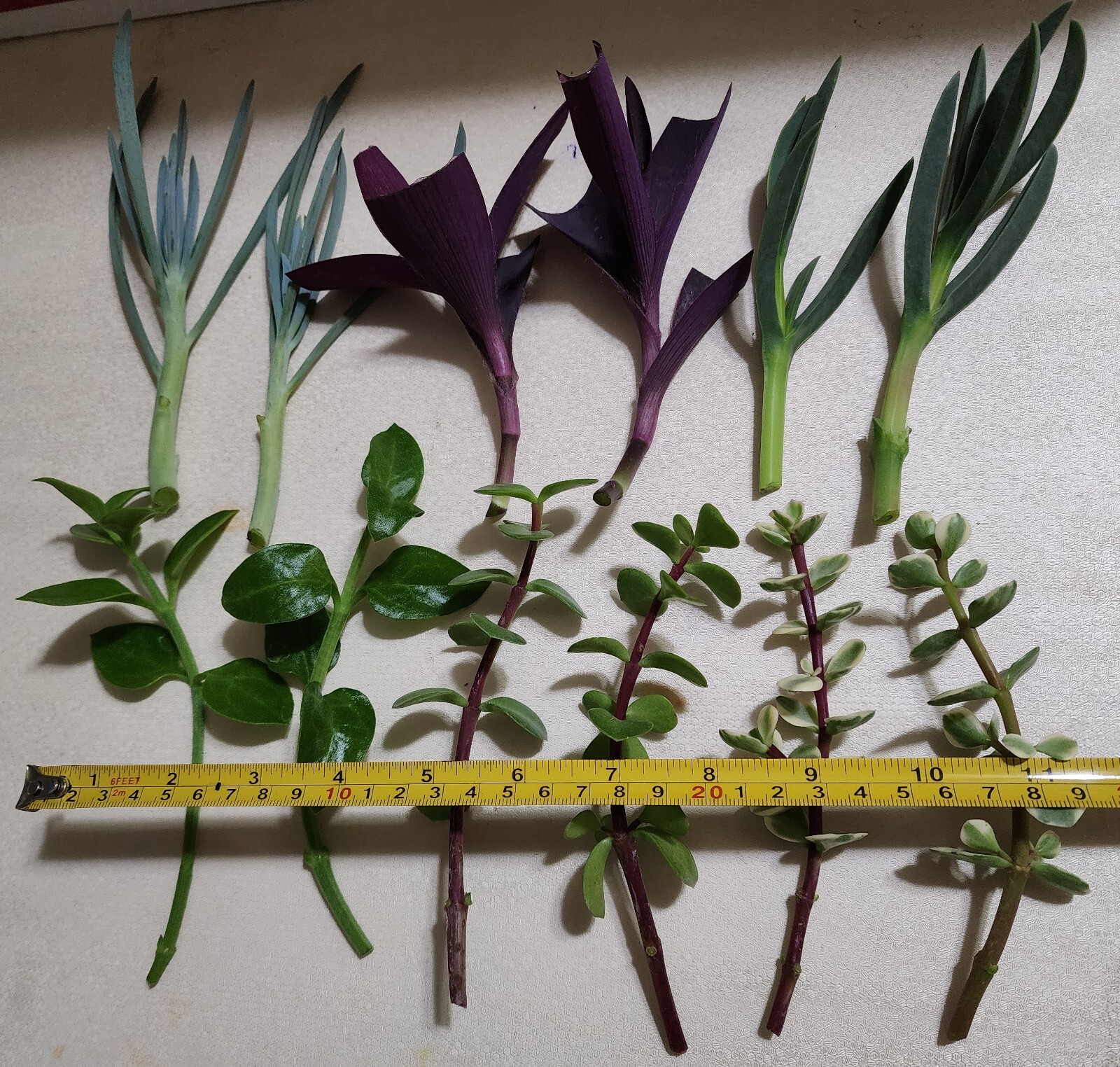 12 Piece Assorted Lot Of Live Plants (6 Kinds x 2 of Each)for Rooting