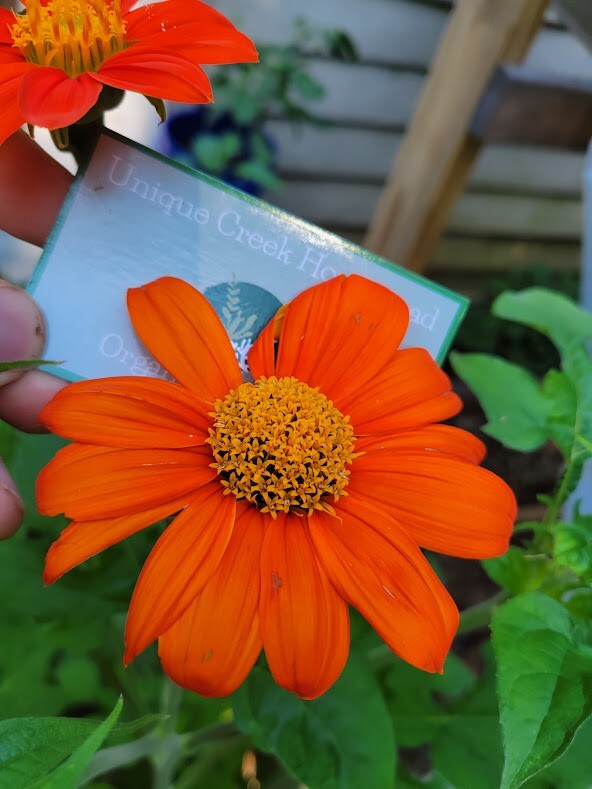 MEXICAN SUNFLOWER Seeds Bees Butterflies Hummingbirds LOVE THEM! Pollinators