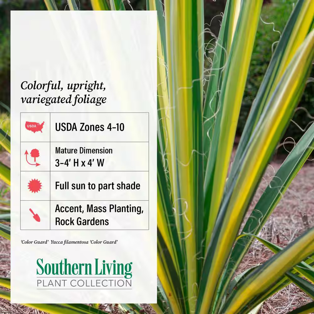 1.5 Gal. Color Guard Yucca (Adam’S Needle) with Variegated Creamy White and Dark