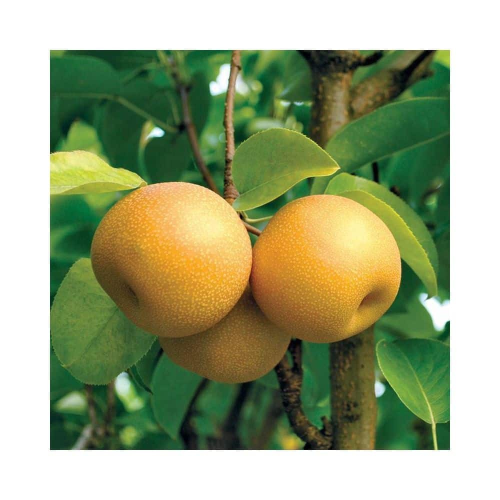 Dwarf Hosui Asian Pear Tree Bare Root