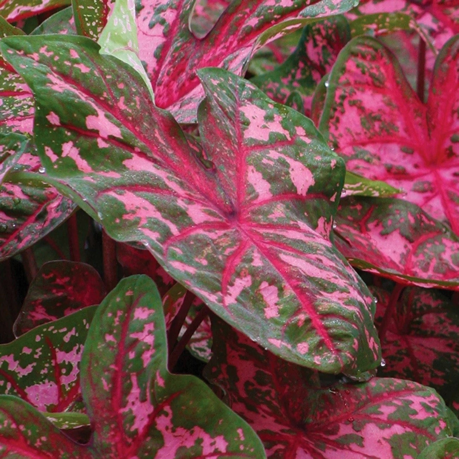 Fancy Caladium White Christmas Bulbs Size #1 For Planting Heirloom 2026 Spring