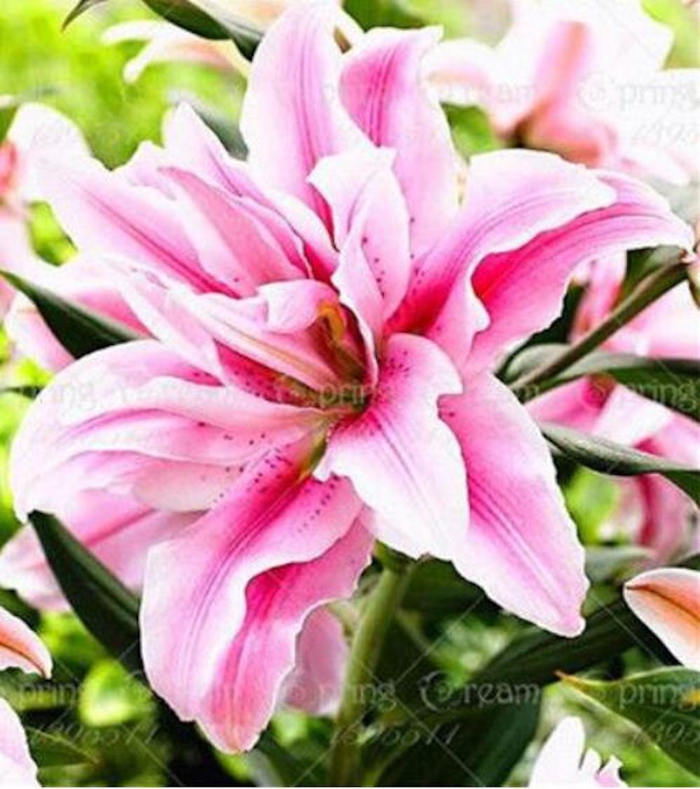 20 LILY FLOWER SEEDS rare exotic bloom blossom plant garden bush B germination
