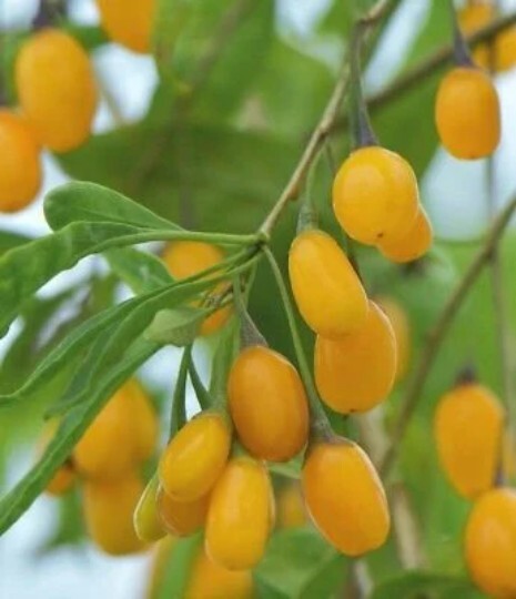 Rare Golden Goji Berry starter plant, 4-6 inches tall