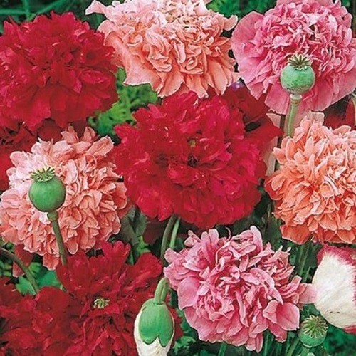 Bulk 2,500 Organic Seeds Mixed Colors Peony Poppy Doubles Seed Mix For Planting
