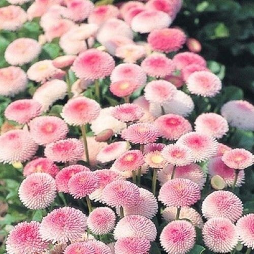 2000+English Daisy Seeds(Bellis perennis) Mixed Perennial Wildflowers USA