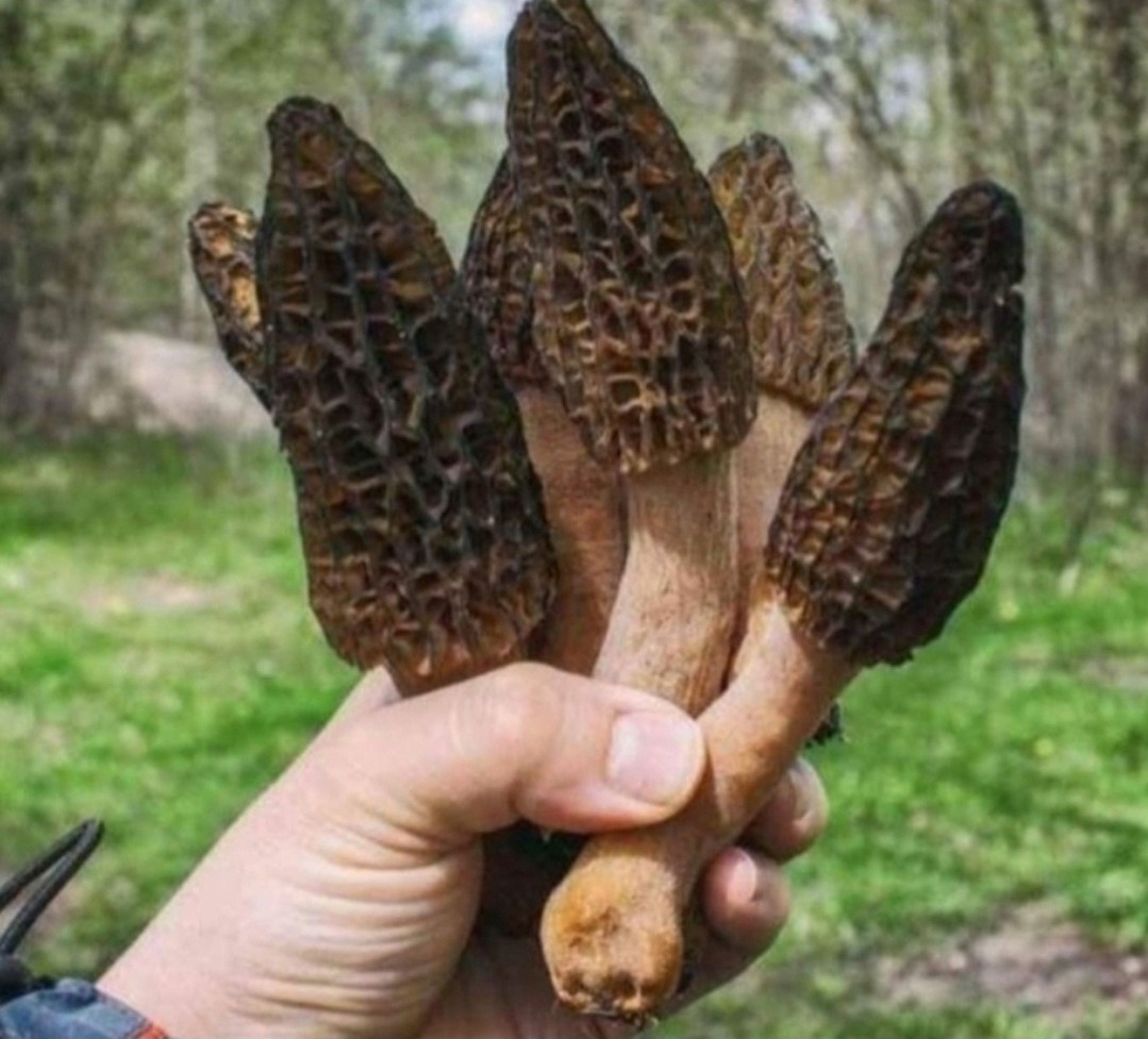 RARE! 6 Pack! Black Morel Mushroom – Garden Grow Kit – Organic – Spawn – Starter