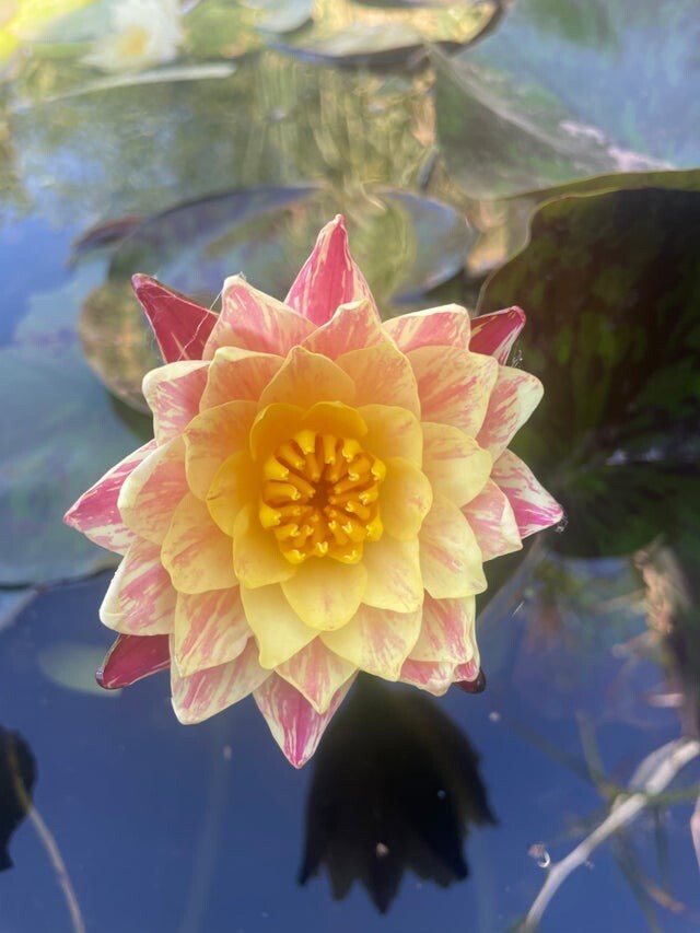 Siam Fantasy Winter Hardy Lily Pond Plant Mature Lots Of Pads