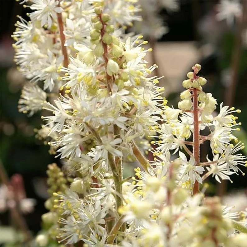 Tiarella ‘Running Tapestry’ -Shade Groundciver- Live Starter Plant- FREE SHIP!