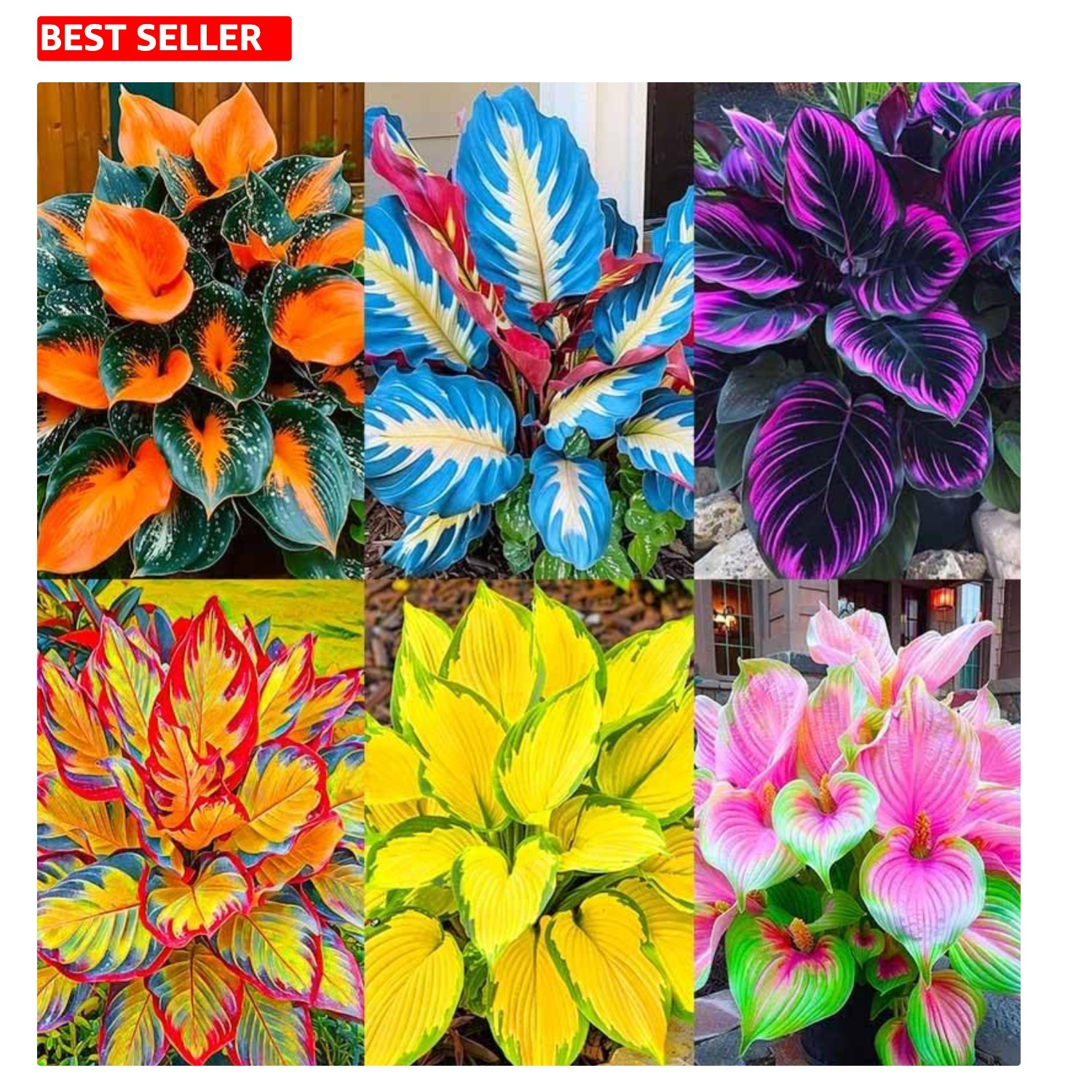 185 Heirloom Hosta Seeds – Versatile, -Round Color with Low Maintenance Care
