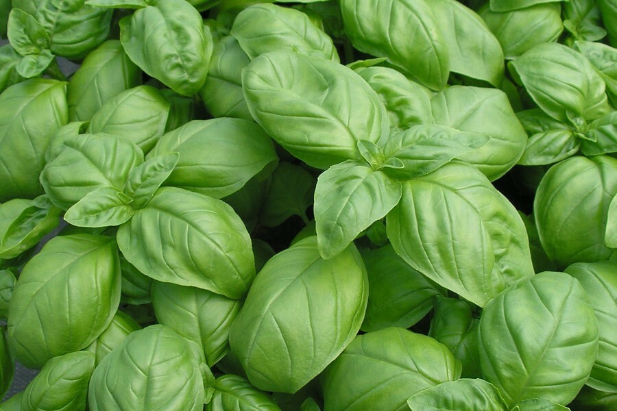 Ocimum basilicum | Sweet Basil | 50_Seeds