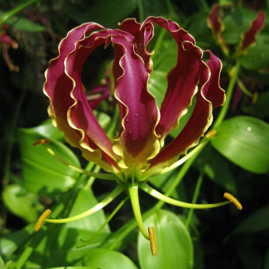 Gloriosa carsonii PURPLE GLORIOSA LILY VINE SEEDS!