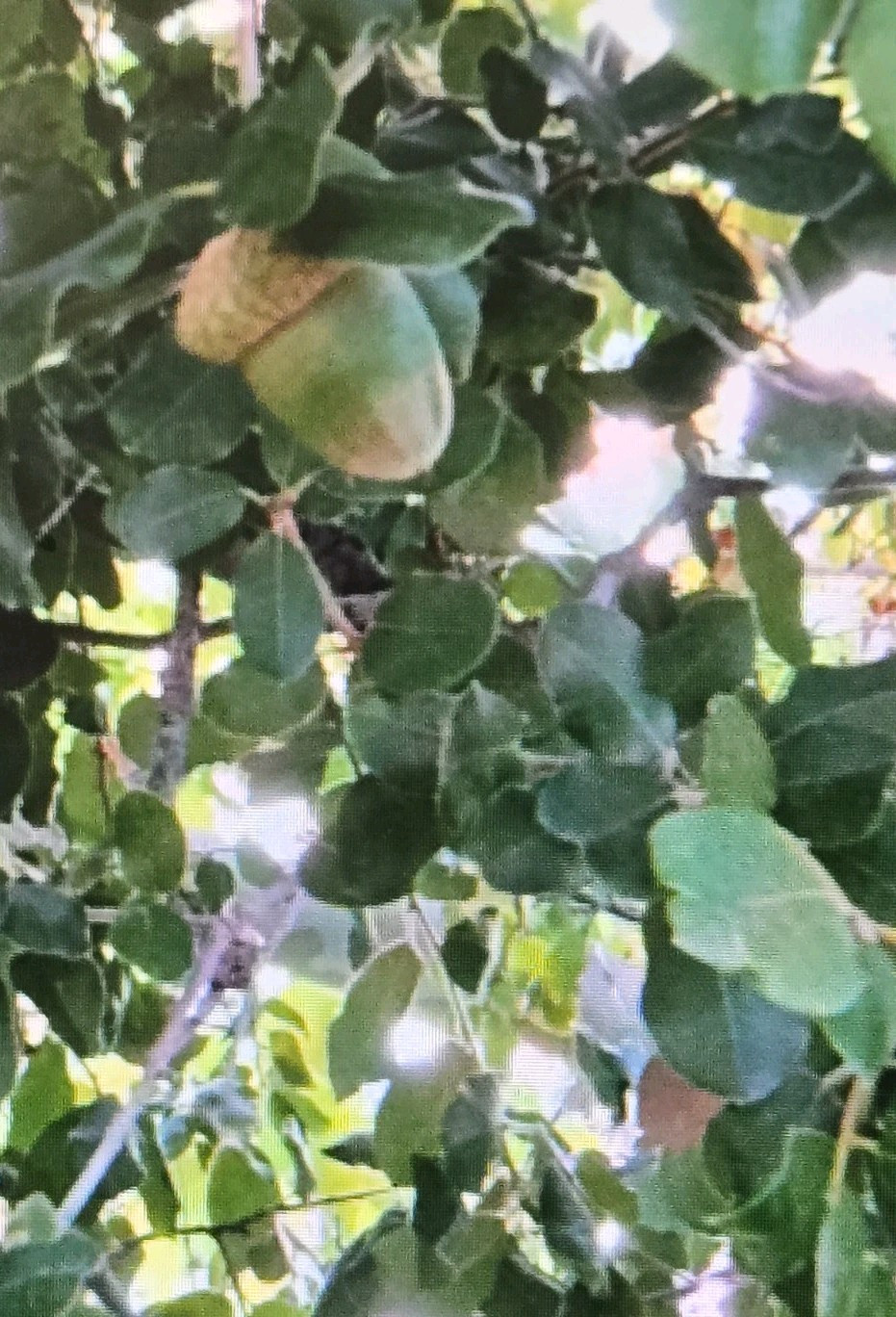 20 Fresh Acorns, Canyon Live Oak Tree (2025 Acorns)